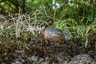 Osztott pöfeteg (Pisolithus arhizus), Budai-hegység